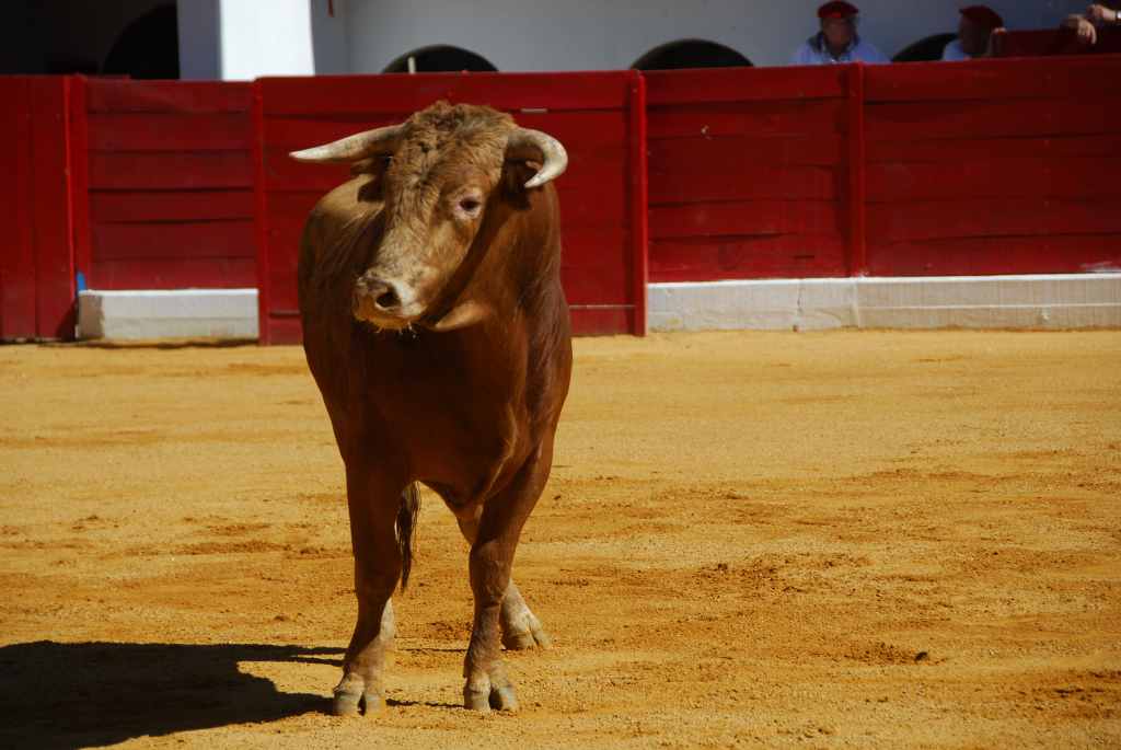 0250_Tomasito_DSD_2561.JPG