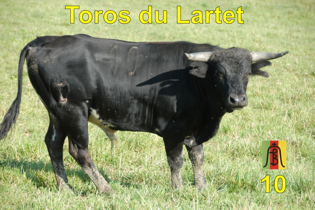 0010_toro_no10_Lartet_DSD_6661.JPG