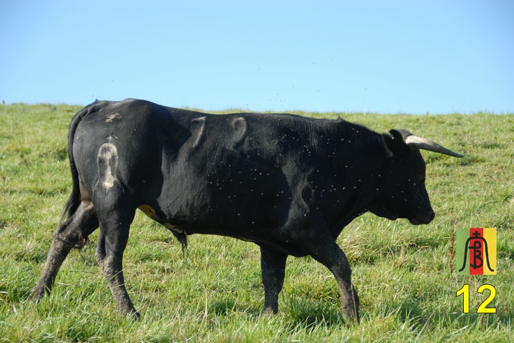 0012_toro_no12_Lartet_DSD_6690.JPG