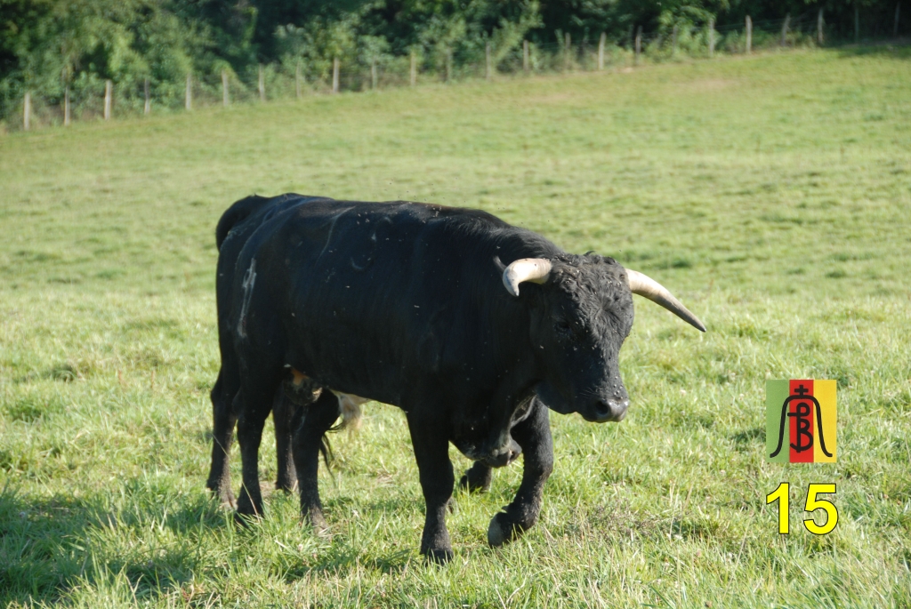 0014_toro_no15_Lartet_DSD_6700.JPG