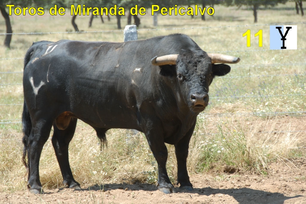 2043_toro_no11_Miranda_DSD_6579.JPG