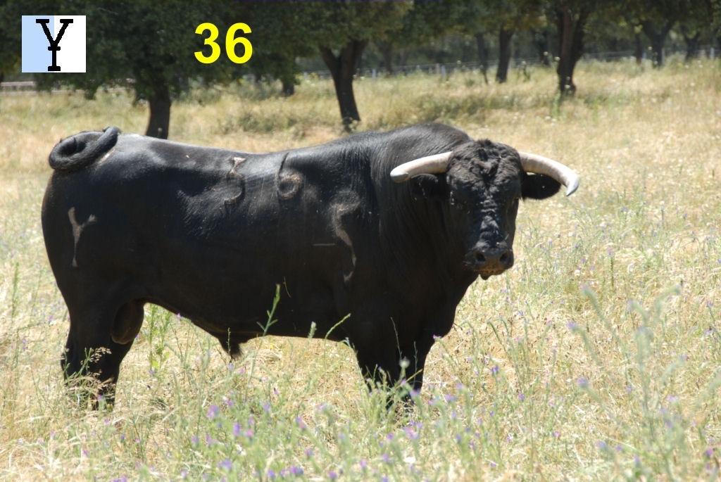 2044_toro_no36_Miranda_DSD_6584.JPG