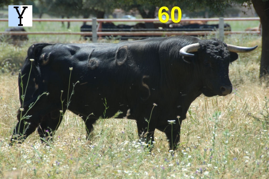 2046_toro_no60_Miranda_DSD_6570.JPG