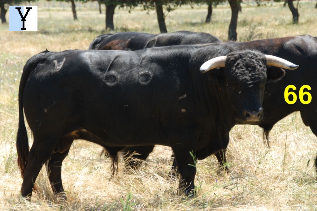 2049_toro_no66_Miranda_DSD_6586.JPG