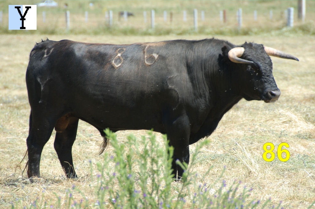 2050_toro_no86_Miranda_DSD_6601.JPG