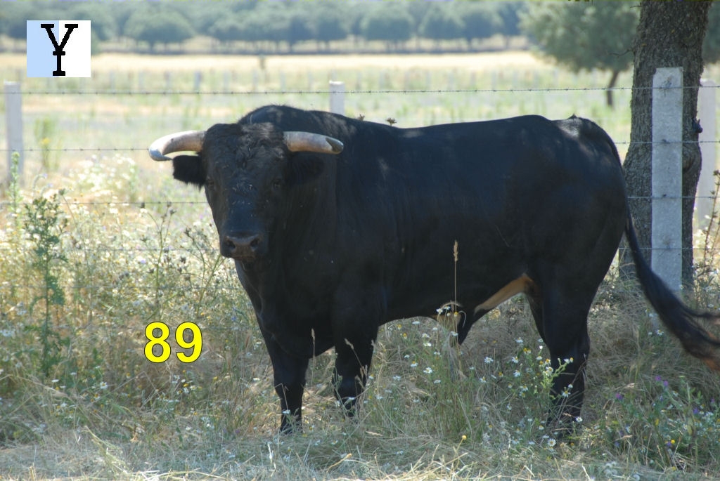 2053_toro_no89_Miranda_DSD_6574.JPG