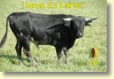 0010_toro_no10_Lartet_DSD_6661.JPG