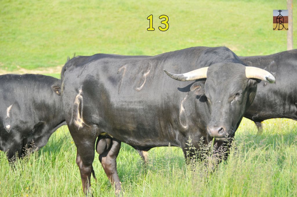 0010_toro_no13_Quinto_DSE_4966.JPG
