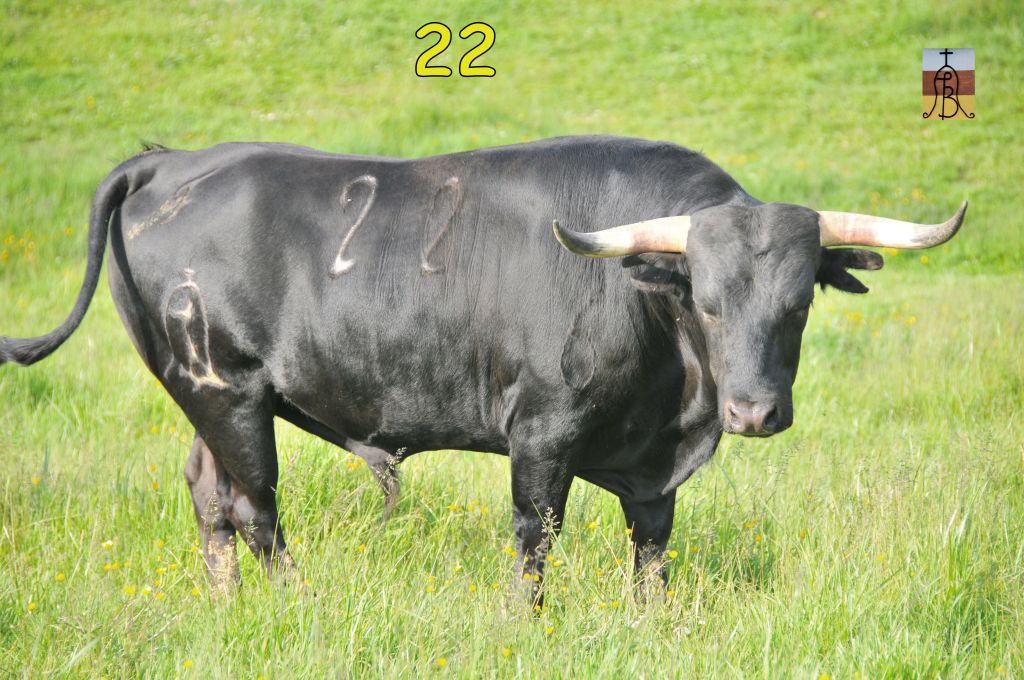 0011_toro_no22_Caleno_DSE_4956.JPG
