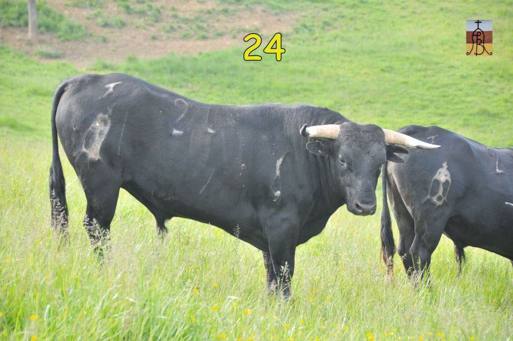 0012_toro_no24_Finito_DSE_4937.JPG