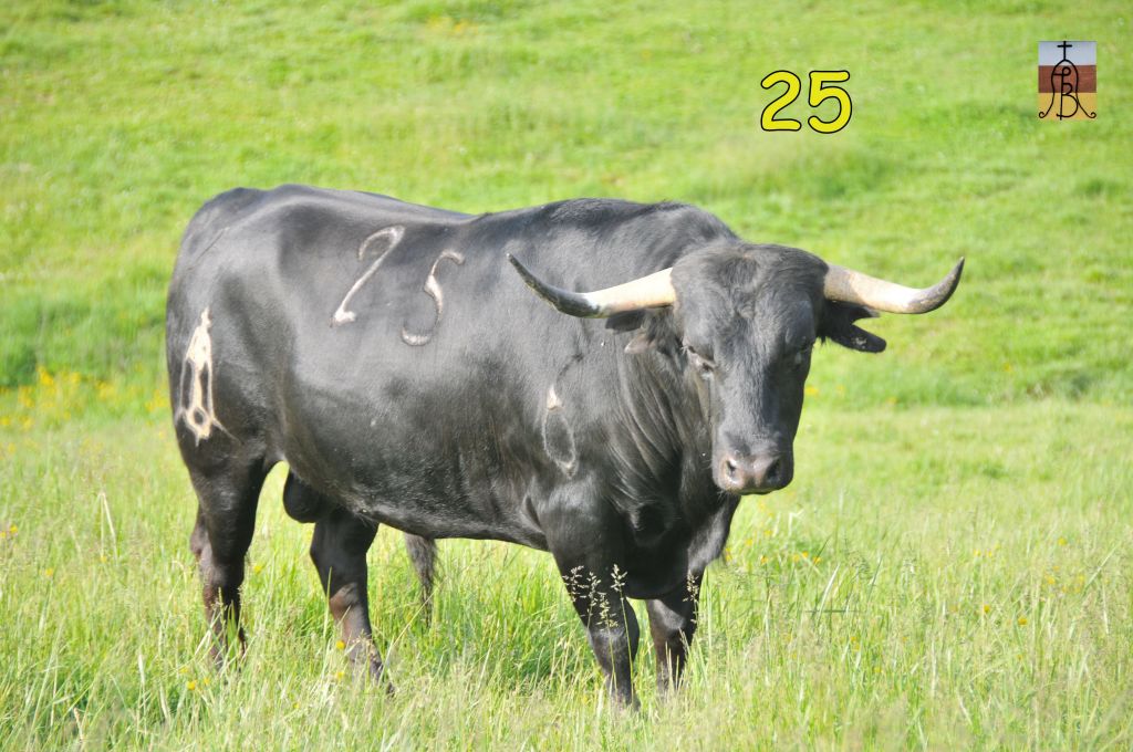 0013_toro_no25_Sedoso_DSE_4955.JPG