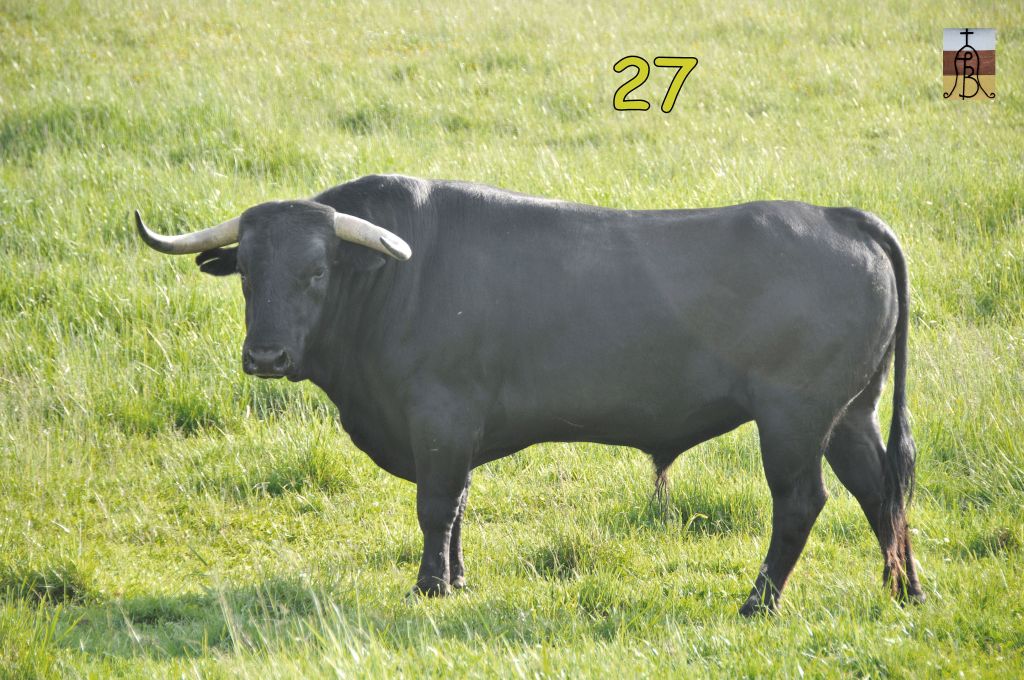 0014_toro_no27_Babuchero_DSE_4949.JPG
