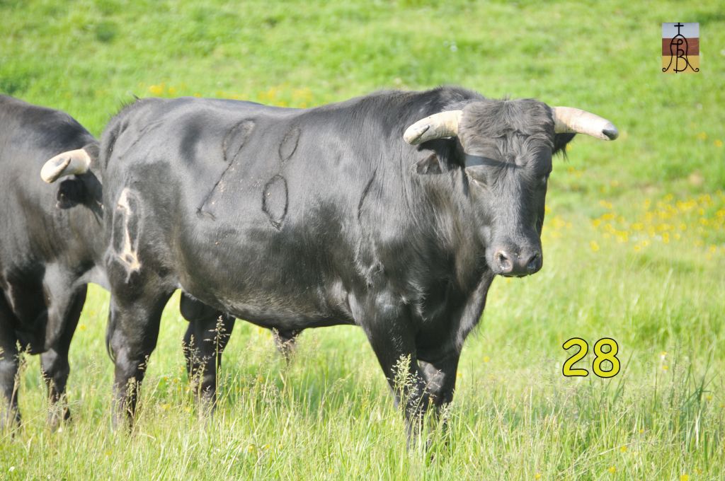 0015_toro_no28_Baboso_DSE_4957.JPG