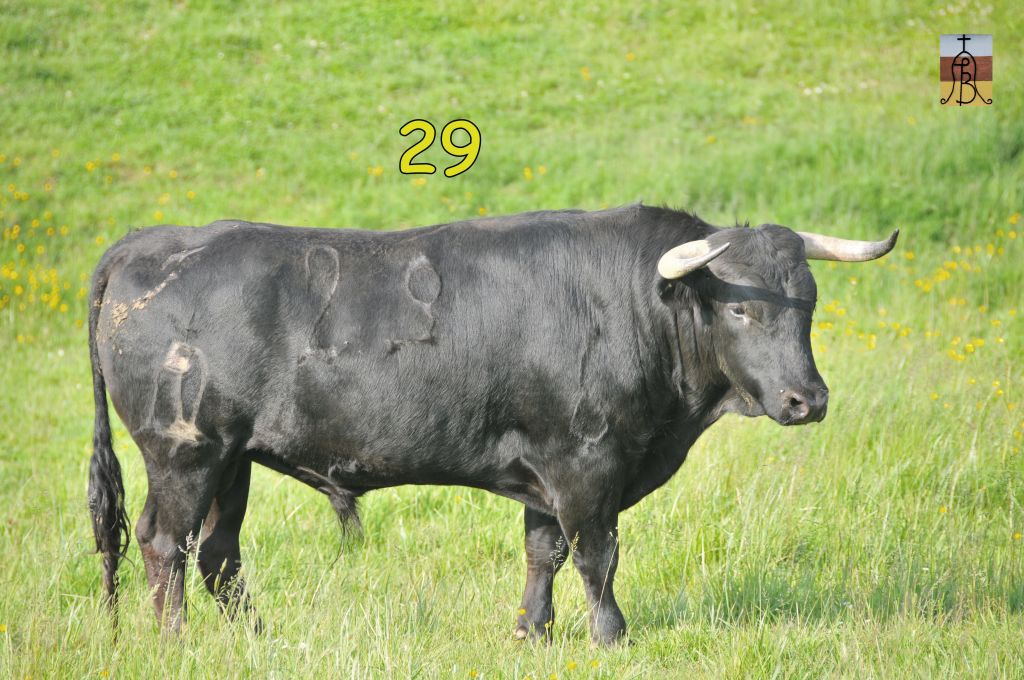 0016_toro_no29_Egipcio_DSE_4962.JPG
