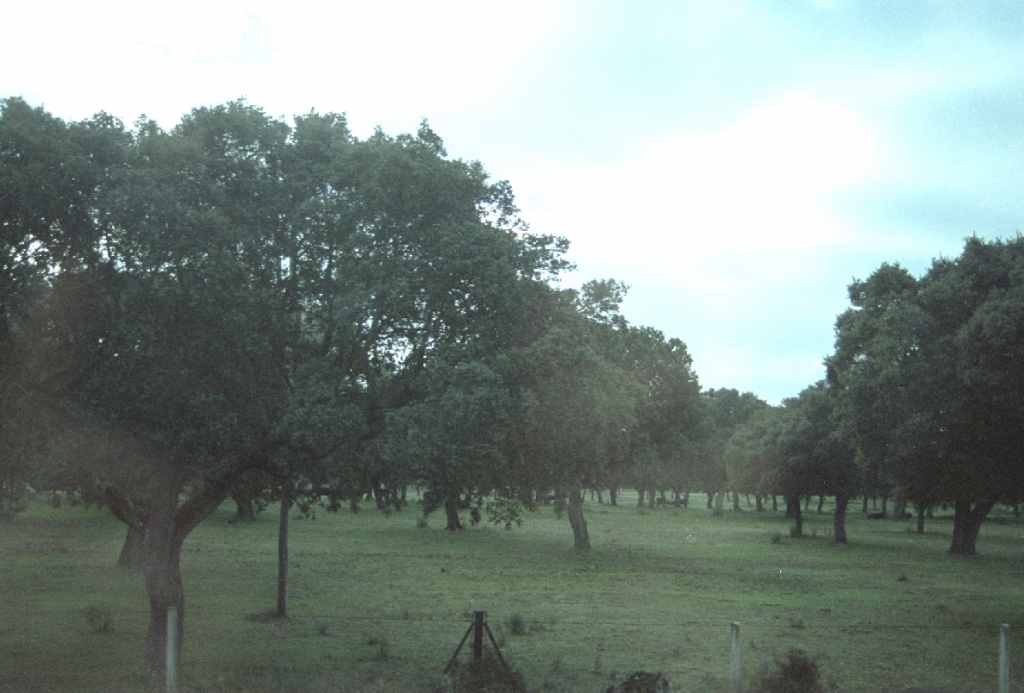 2002-01_001_chenes_verts_au_bord_de_la_route.jpg
