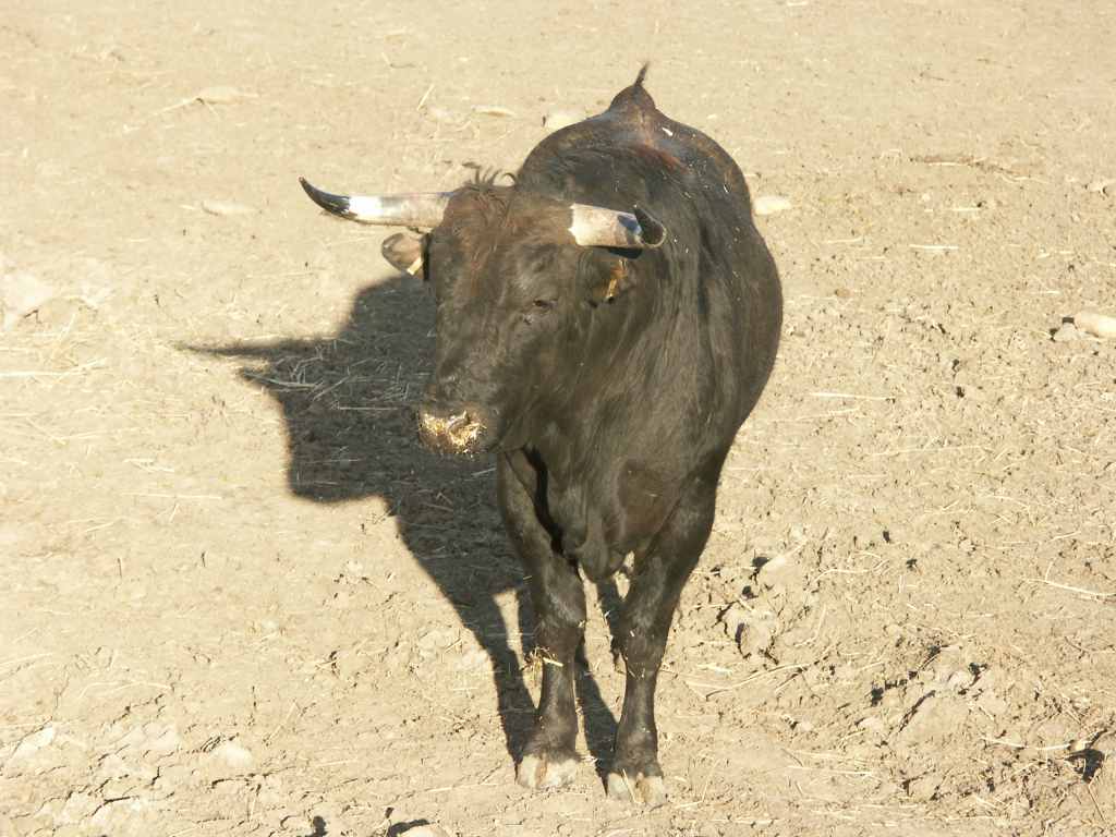 2005-01_3450_ganaderia_Gallon.JPG