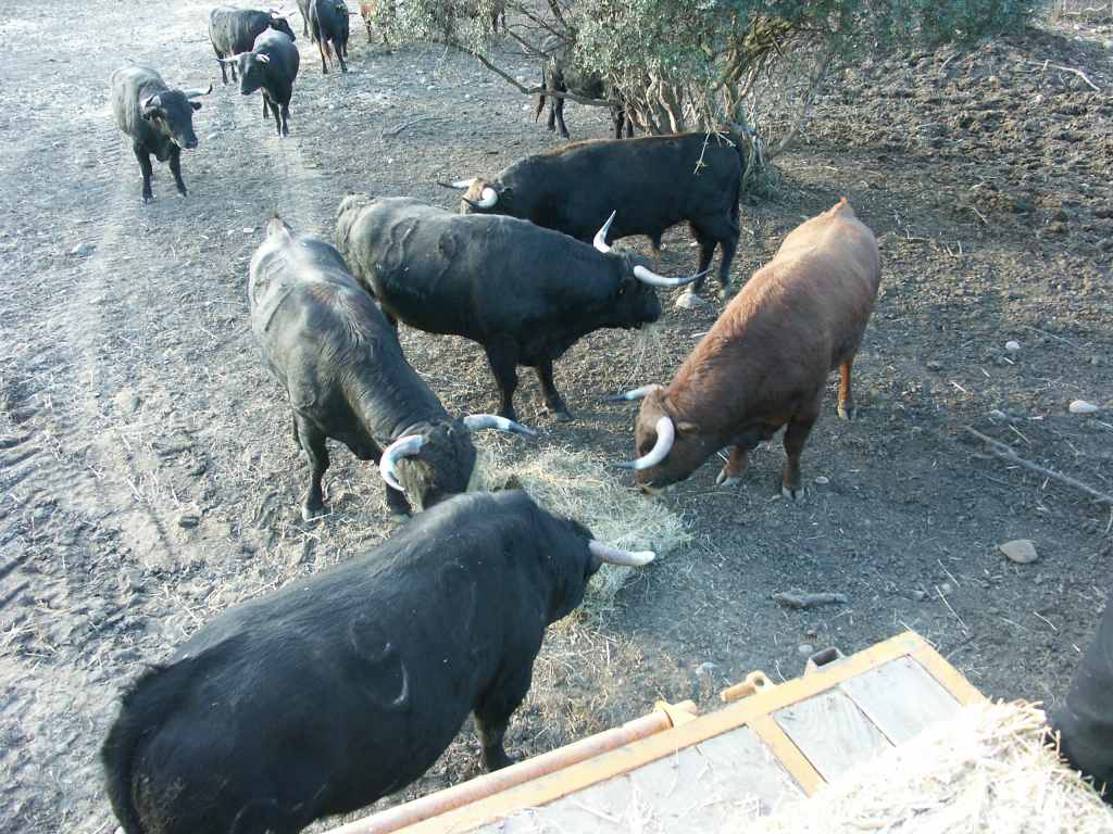 2005-01_3462_ganaderia_Gallon.JPG