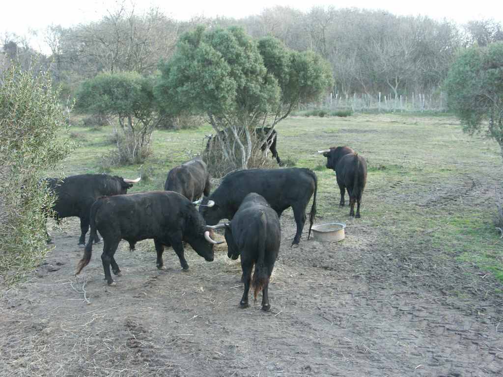 2005-01_3463_ganaderia_Gallon.JPG