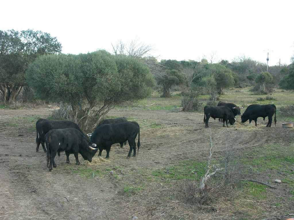 2005-01_3467_ganaderia_Gallon.JPG