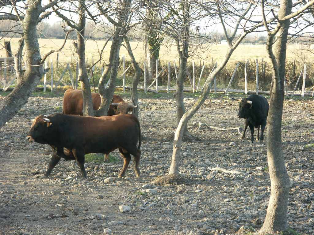 2005-01_3468_ganaderia_Gallon.JPG