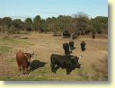 2005-01_3442_ganaderia_Gallon.JPG