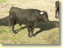 2005-01_3443_ganaderia_Gallon.JPG