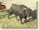 2005-01_3444_ganaderia_Gallon.JPG