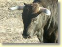 2005-01_3453_ganaderia_Gallon.JPG