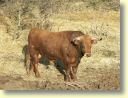 2005-01_3458_ganaderia_Gallon.JPG