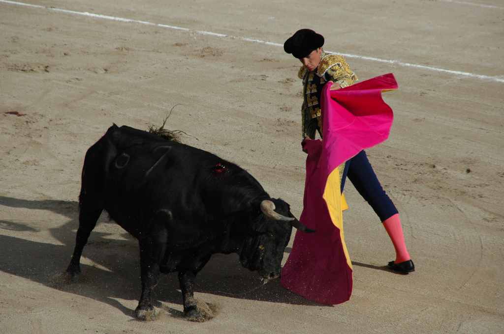 2005-05_0874_Davila_Miura,_ganaderia_Tardieu.JPG