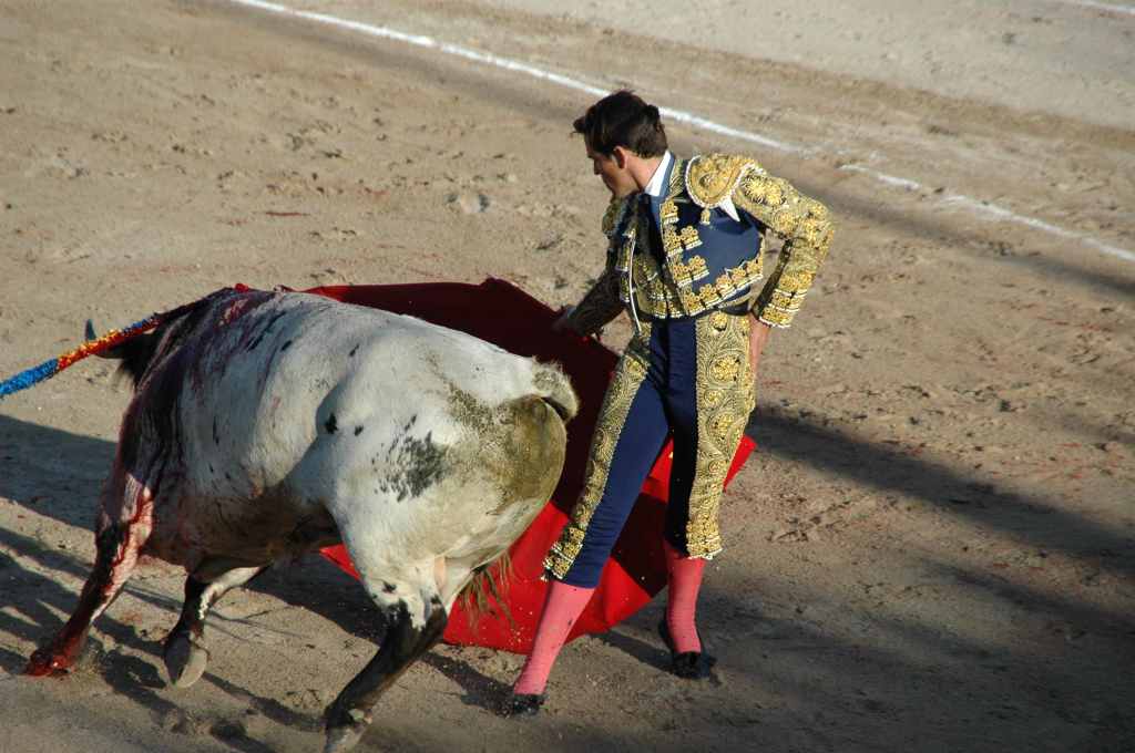 2005-05_0890_Davila_Miura,_ganaderia_Tardieu.JPG