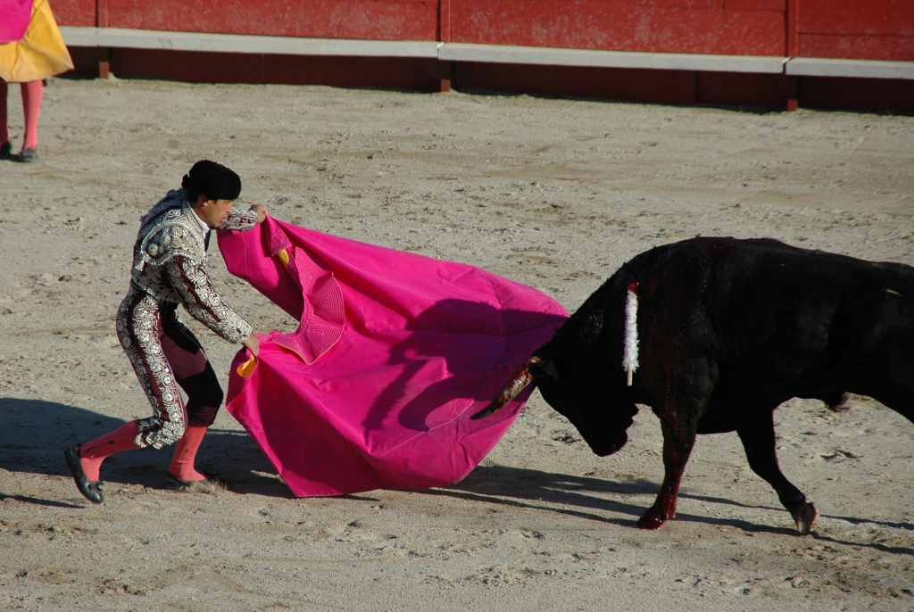 2005-05_0954_J_Valverde,_toros_Palha.JPG