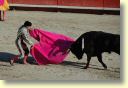 2005-05_0954_J_Valverde,_toros_Palha.JPG