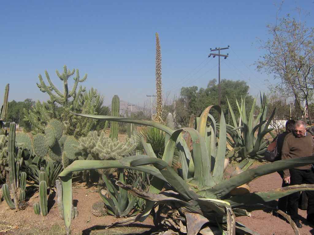 1251_cactus.JPG