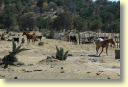 2290_Tlaxcala,_ganaderia_La_Laguna.JPG