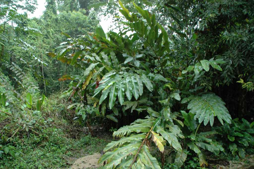 5740_Palenque,_site_Maya.JPG