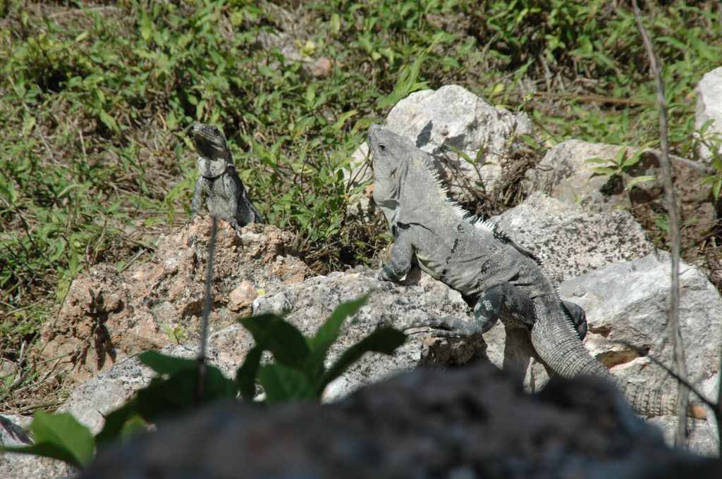 6660_site_de_Uxmal.JPG