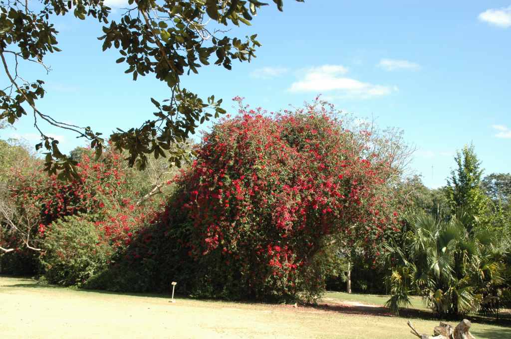 6730_site_de_Uxmal.JPG