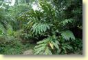 5740_Palenque,_site_Maya.JPG