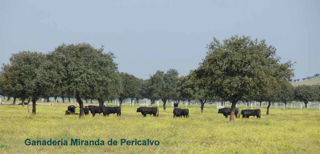 0610_Ganaderia_Miranda_de_Pericalvo_(Salamanque)_DSD_1216.JPG