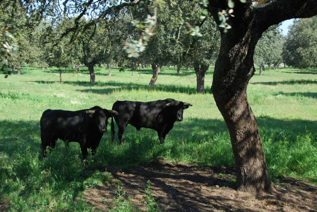 0660_Ganaderia_Miranda_de_Pericalvo_(Salamanque)_DSD_1221.JPG