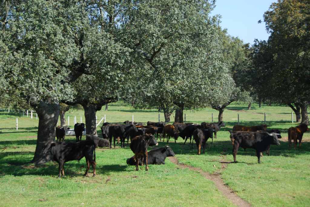 0700_Ganaderia_Miranda_de_Pericalvo_(Salamanque)_DSD_1225.JPG