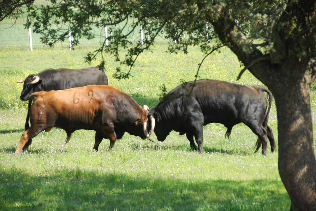 0830_Ganaderia_Miranda_de_Pericalvo_(Salamanque)_DSD_1240.JPG