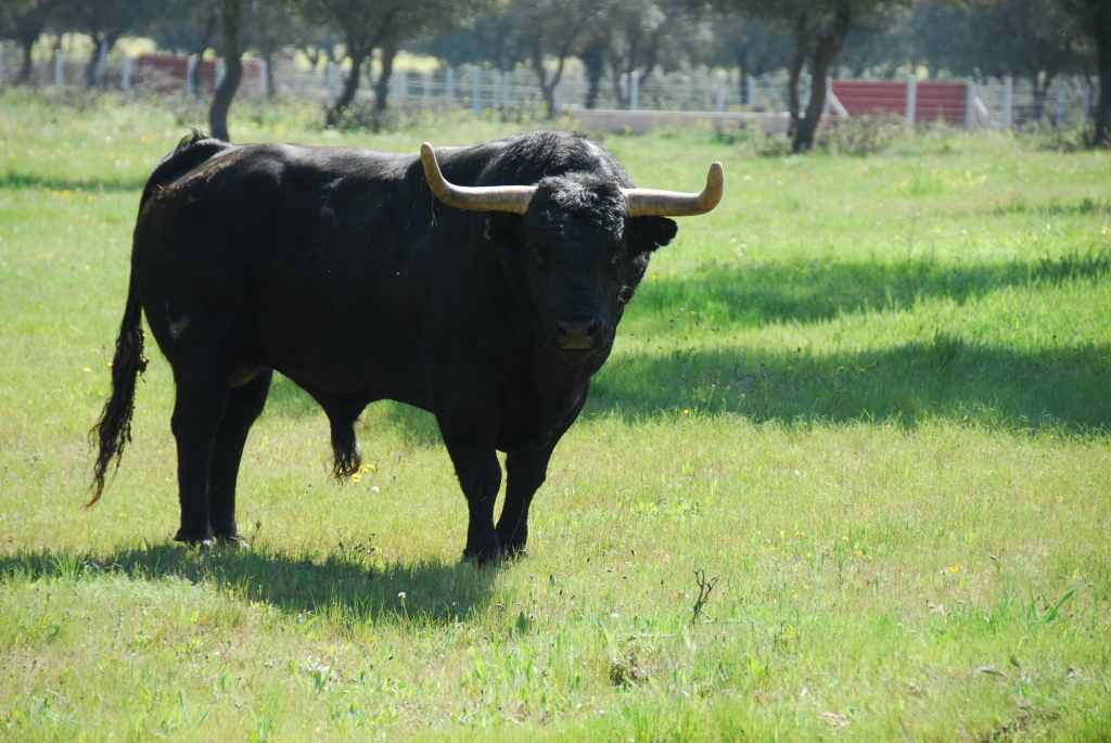 0850_Ganaderia_Miranda_de_Pericalvo_(Salamanque)_DSD_1246.JPG