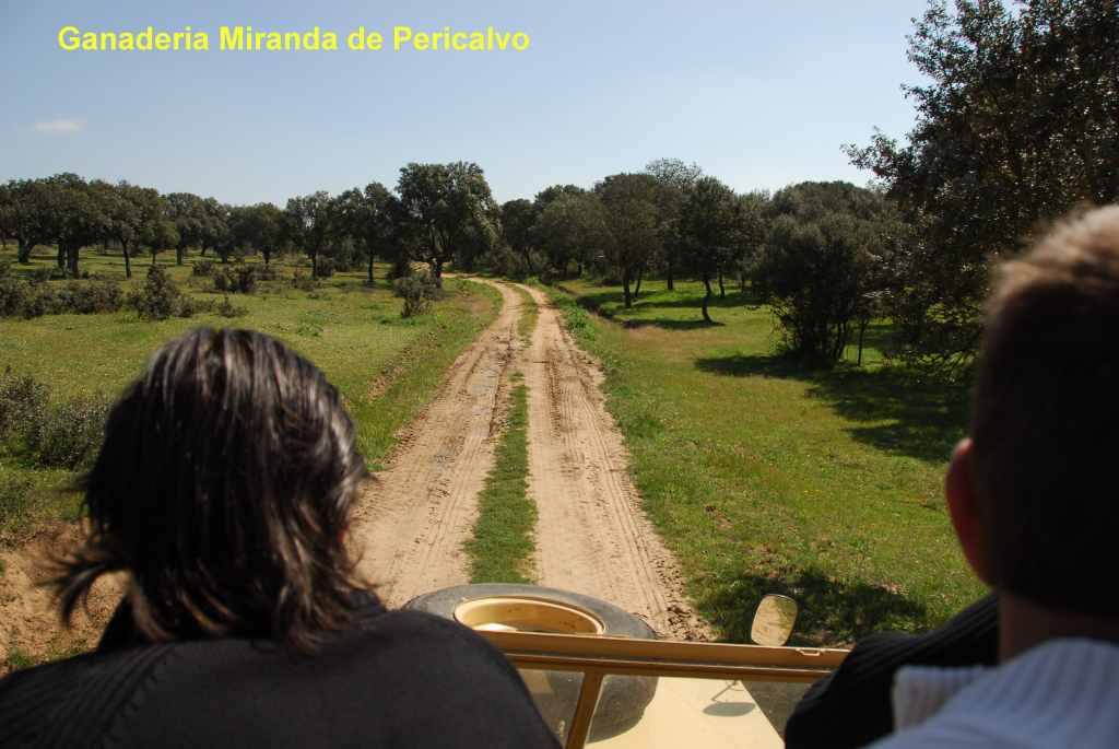 0980_Ganaderia_Miranda_de_Pericalvo_(Salamanque)_DSD_1264.JPG