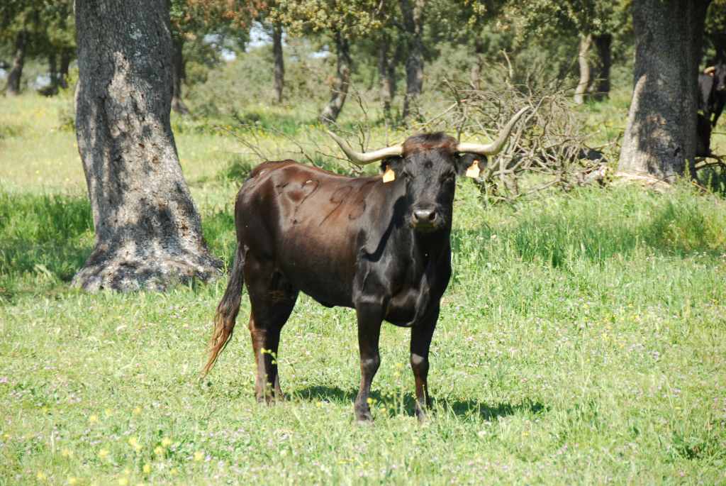 0990_Ganaderia_Miranda_de_Pericalvo_(Salamanque)_DSD_1265.JPG