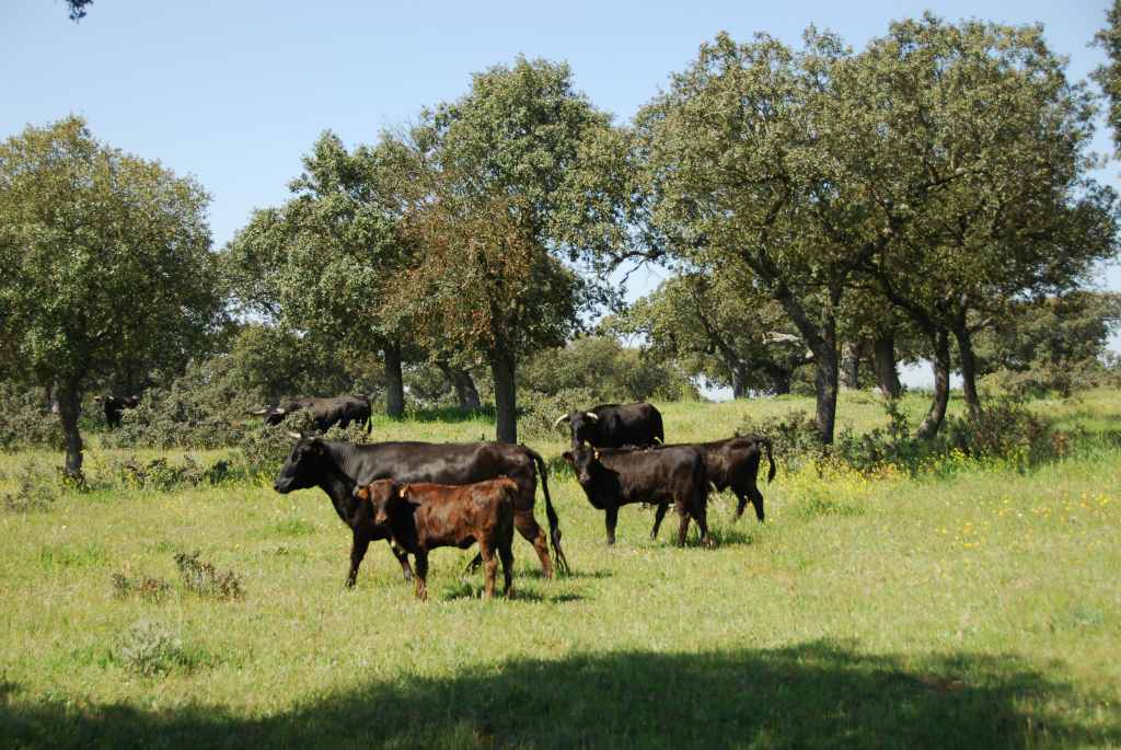 1000_Ganaderia_Miranda_de_Pericalvo_(Salamanque)_DSD_1266.JPG