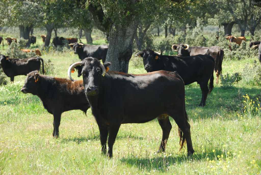 1020_Ganaderia_Miranda_de_Pericalvo_(Salamanque)_DSD_1268.JPG