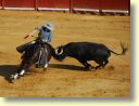 3430_Jerez,_feria_del_caballo_DSD_1558.JPG