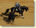 3440_Jerez,_feria_del_caballo_DSD_1559.JPG